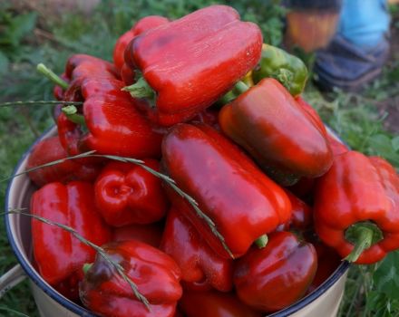 Características y descripción de la variedad de pimiento milagroso californiano y su rendimiento