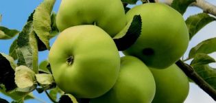 Descriptions of the best apple varieties for growing in Siberia and how to properly care