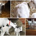 Bilakah lebih baik mengeluarkan anak-anak dari kambing daripada memberi makan anak-anak dan cara membesarkan