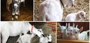 Bilakah lebih baik mengeluarkan anak-anak dari kambing daripada memberi makan anak-anak dan cara membesarkan