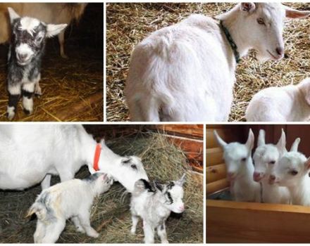 Quand est-il préférable de retirer les chevreaux de la chèvre que de nourrir les jeunes et comment les élever