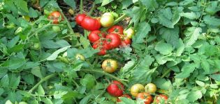 Caractéristiques et description de la variété de tomate Festive