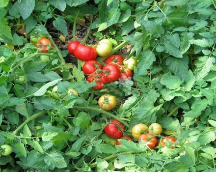 Caractéristiques et description de la variété de tomates Holiday