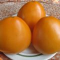 Ciri-ciri dan keterangan pelbagai tomato Golden Domes, hasilnya