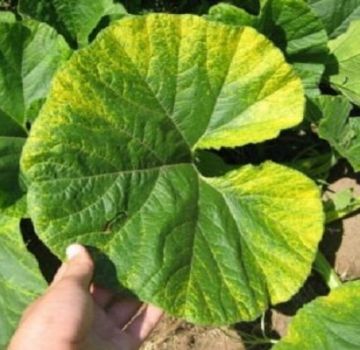 Pourquoi les feuilles de citrouille commencent-elles à jaunir en plein champ et que faire?