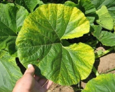 Pourquoi les feuilles de citrouille commencent-elles à jaunir en plein champ et que faire?