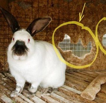 Pourquoi les lapins mâchent des cages et comment les sevrer, que ne pas faire