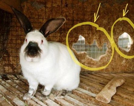 Why rabbits gnaw on cages and how to wean them, what not to do