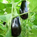 Description of the Destan f1 eggplant variety, characteristics and yield