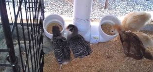 Step-by-step instructions on how to make a do-it-yourself chicken feeder