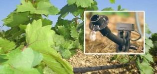 Cómo regar adecuadamente las uvas durante la maduración y el momento del procedimiento en verano.