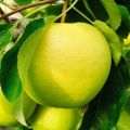 Advantages and disadvantages of apple trees of the Pineapple variety, reviews of gardeners, characteristics and description of fruits