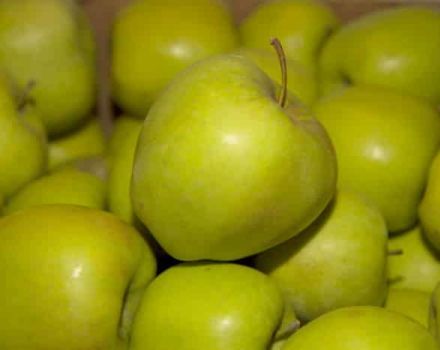 Descripción y variedades de manzanas Golden Delicious, reglas de cultivo y cuidado.