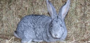 Description et caractéristiques des lapins chinchilla, règles d'entretien