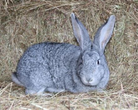 Penerangan dan ciri-ciri arnab chinchilla, peraturan pemeliharaan