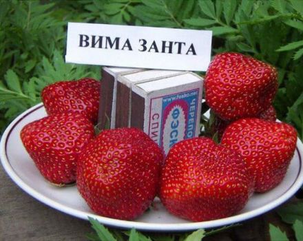 Description and characteristics of the strawberry variety Vima Zanta, cultivation and reproduction