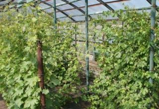 Cultivo y cuidado de uvas en la región de Moscú sin invernadero en campo abierto para principiantes.