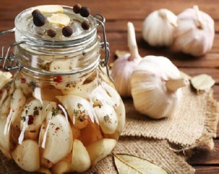 Delicious recipes for cooking garlic for the winter and storage rules