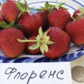 Description and characteristics of the Florence strawberry variety, cultivation and reproduction