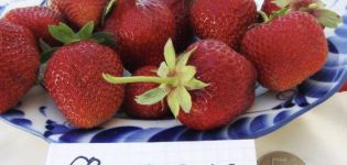 Description and characteristics of the Florence strawberry variety, cultivation and reproduction