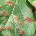 What kind of disease is when black spots appear on the leaves of an apple tree, how to treat it and what to do