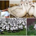 Description and differences of mulard ducks, characteristics and breeding of the breed