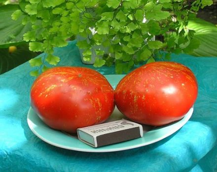 Description of the tomato variety Fireworks, its characteristics and features of cultivation