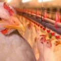 Penerangan mengenai 11 ekor ayam pedaging terbaik untuk pembiakan di rumah