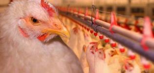 Penerangan mengenai 11 ekor ayam pedaging terbaik untuk pembiakan di rumah