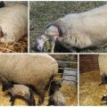 How long to wait for the lambing of a long-haired sheep and how is childbirth going at home