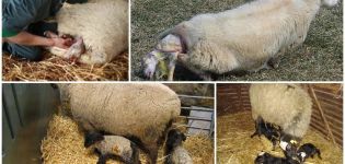 Combien de temps attendre l'agnelage d'un mouton à poil long et comment se déroule l'accouchement à la maison