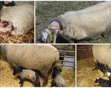 How long to wait for the lambing of a long-haired sheep and how is childbirth going at home