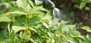 Instructions for using the Klotiamet remedy for the Colorado potato beetle