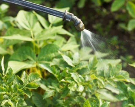 Instructions for use of the Klotiamet remedy for the Colorado potato beetle