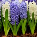 How to plant hyacinths for distillation at home, selection and storage rules for bulbs