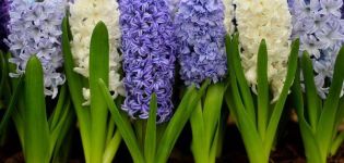 How to plant hyacinths for distillation at home, choice and storage rules for bulbs