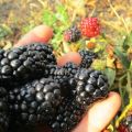 Las mejores variedades de moras remontantes, plantación, cultivo y cuidado.