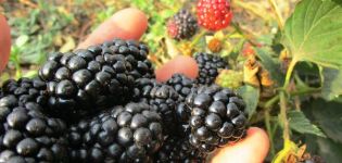 Las mejores variedades de moras remontantes, plantación, cultivo y cuidado.