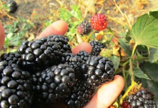 Les meilleures variétés de mûres remontantes, plantation, culture et entretien