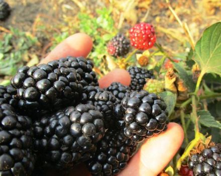 Las mejores variedades de moras remontantes, plantación, cultivo y cuidado