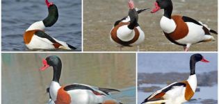 Description des étagères et caractéristiques de la race de canards, du mode de vie et du livre rouge