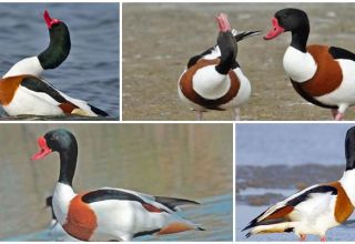 Description des étagères et caractéristiques de la race de canards, du mode de vie et du livre rouge