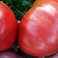 Características y descripción de la variedad de tomate King of Giants, su rendimiento