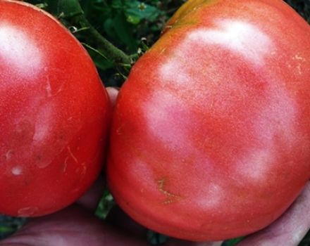 Characteristics and description of the King of Giants tomato variety, its yield