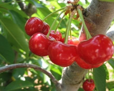 Descripción de la variedad de cereza Lyubskaya, características de rendimiento y fructificación.