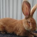 Description and characteristics of the rizen breed rabbits, their colors and content