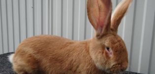 Description and characteristics of the rizen breed rabbits, their colors and content