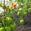 Why peppers do not grow in an open field greenhouse after planting and what to do