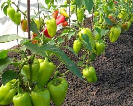 Why peppers do not grow in an open field greenhouse after planting and what to do