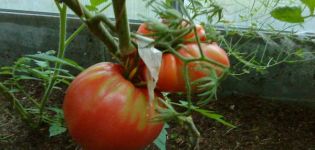 Description de la variété de tomate Yasha Yugoslavsky, caractéristiques des soins des plantes